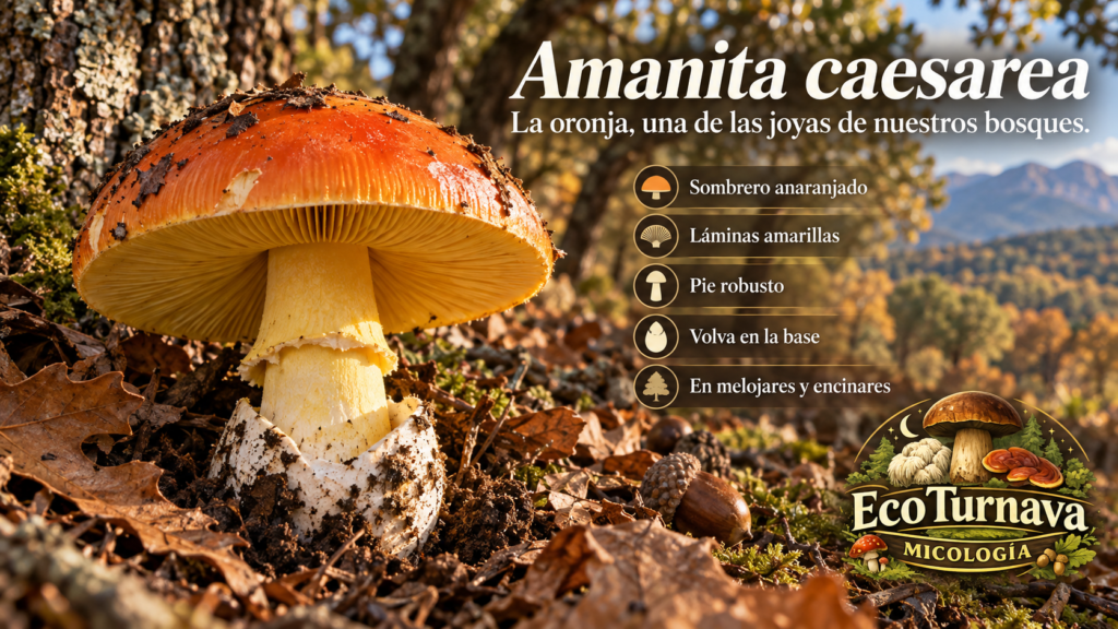 Amanita caesarea en los bosques de Gredos