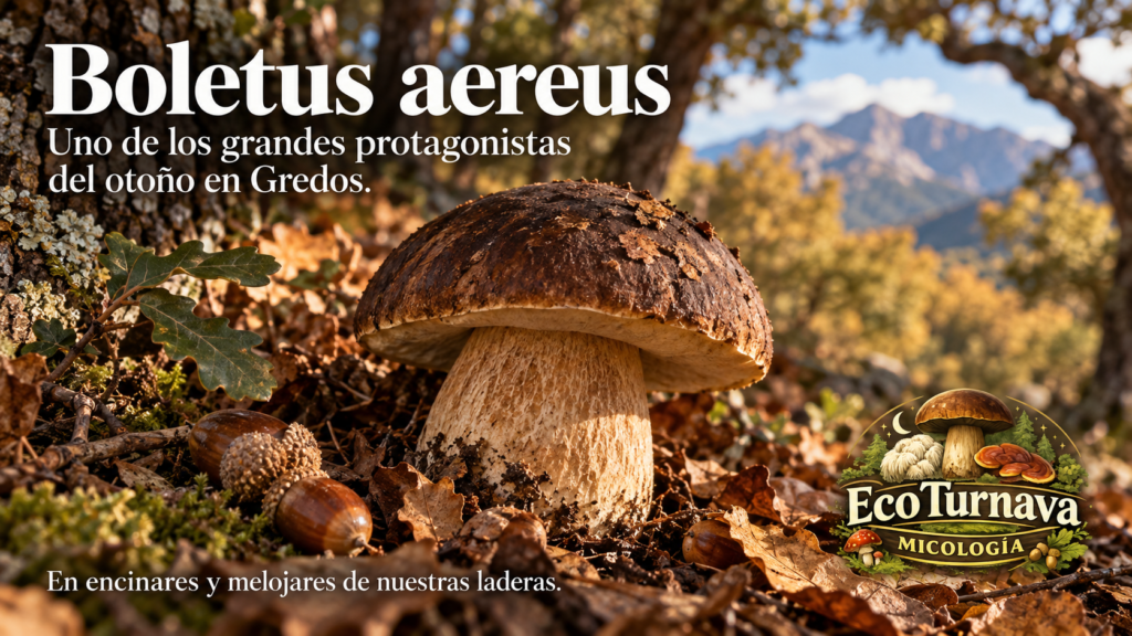 Boletus aereus en la Sierra de Gredos