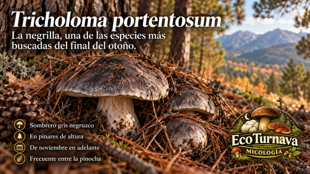 Tricholoma portentosum negrilla en pinar de Gredos